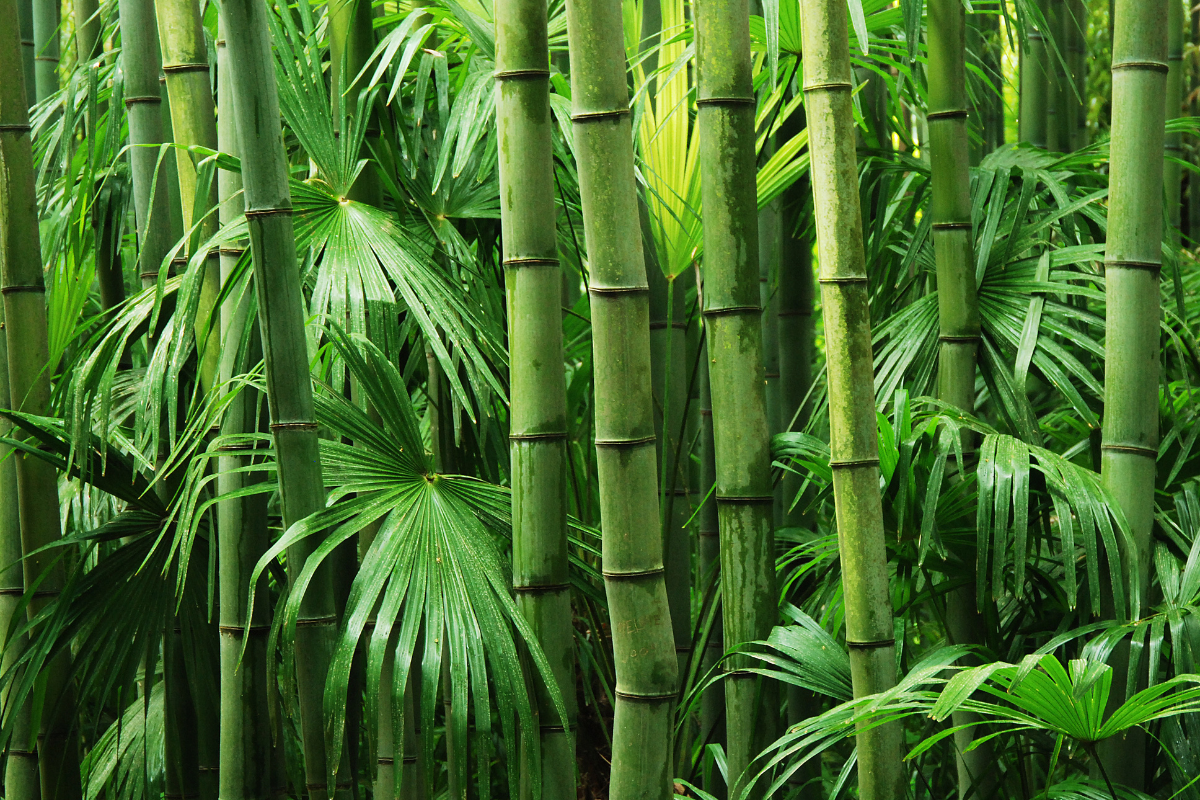 Kisel från bambu silica from bamboo celloptimum kosttillskott